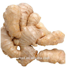 new crop fresh ginger to European market